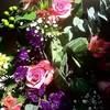 lindsayblossom